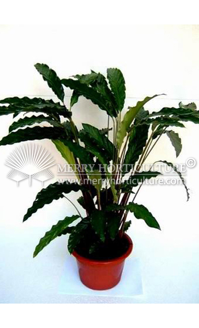 Calathea Mirosha